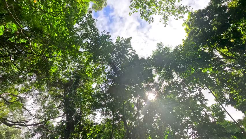 Lush rainforest canopy with sunbeams, upward camera movement, natural light, vibrant green foliage