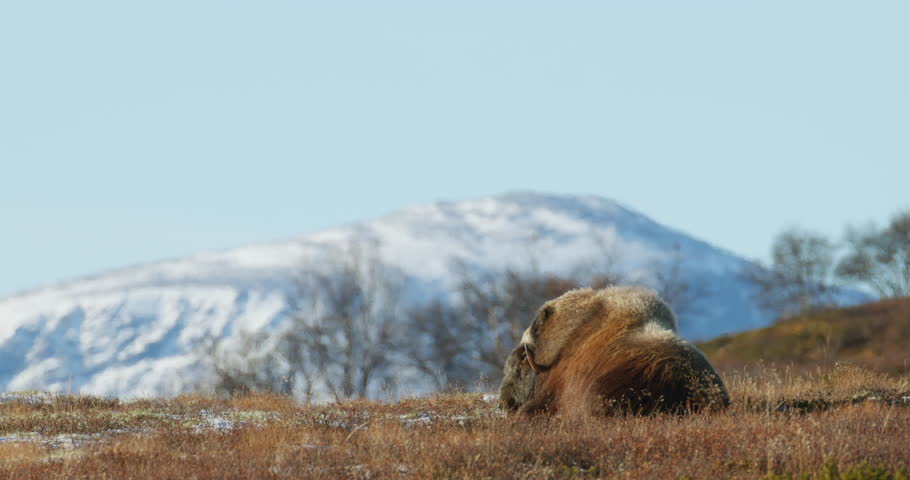 Musk Ox Ovibos moschatus Behavior and Habitat Study on Dovrefjell Tundra Norway