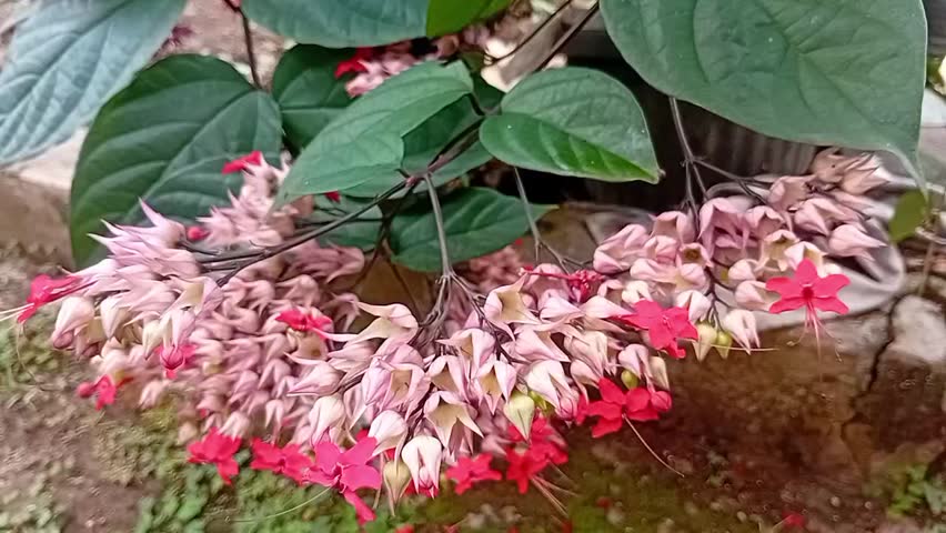 Striking Pink and Red Clerodendrum Vine Flowers in Tropical Garden