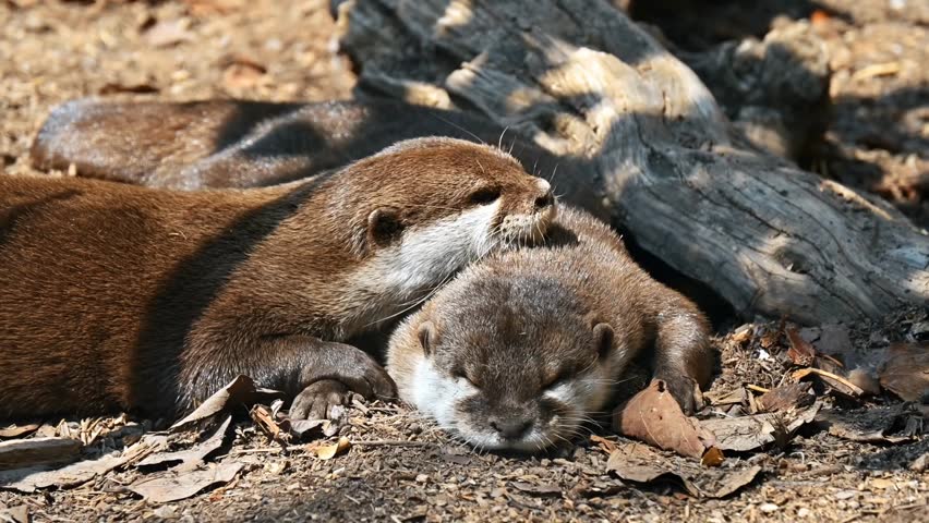 Two otters sleeping on each other in sunlight at Terra Natura Zoo, Benidorm, Spain, showcasing adorable wildlife behavior and serene nature.