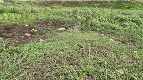 Close-up footage of a small blue and gold butterfly flying among wildflowers in a green meadow under natural daylight, symbolizing freedom and natural beauty. - Powered by Shutterstock - Get 15% off with code: PIKWIZARD15
