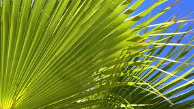 A vibrant, close-up view of a green palm leaf fanning out against a brilliant blue sky, with sunlight filtering through the fronds, evoking a tropical and warm summer feeling. - Powered by Shutterstock - Get 15% off with code: PIKWIZARD15