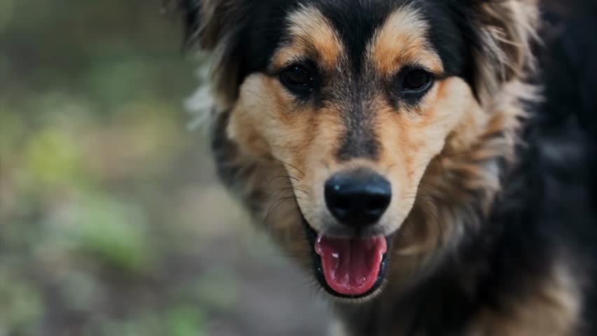 Close-up view of a black and brown stray dog sitting alone on the street, capturing emotion, vulnerability, and the bond between animals and urban life.