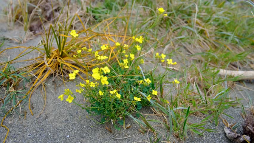 Yellow wild flowers in sand dune of coastal landscape during windy weather conditions in Wellington, New Zealand Aotearoa