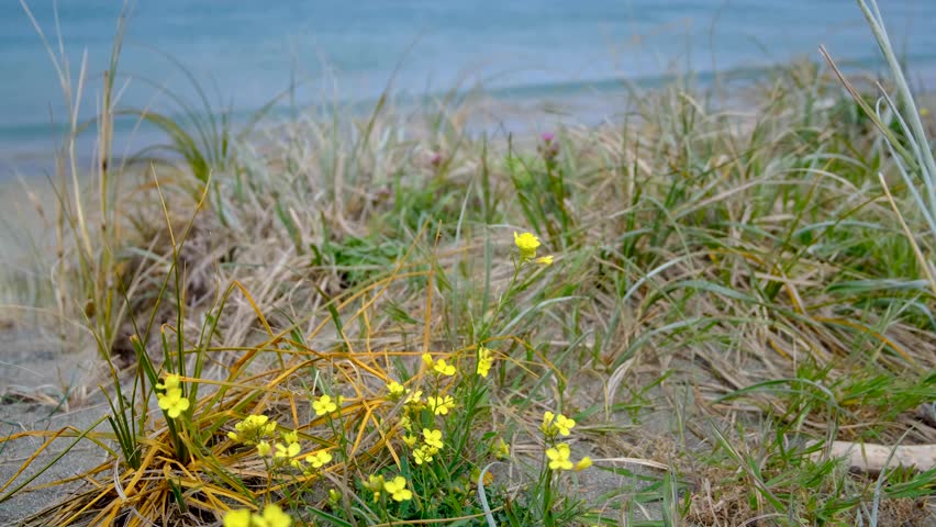 Scenic coastal landscape of sand dunes in Wellington, New Zealand Aotearoa with wild yellow flowers and grasses during windy weather conditions