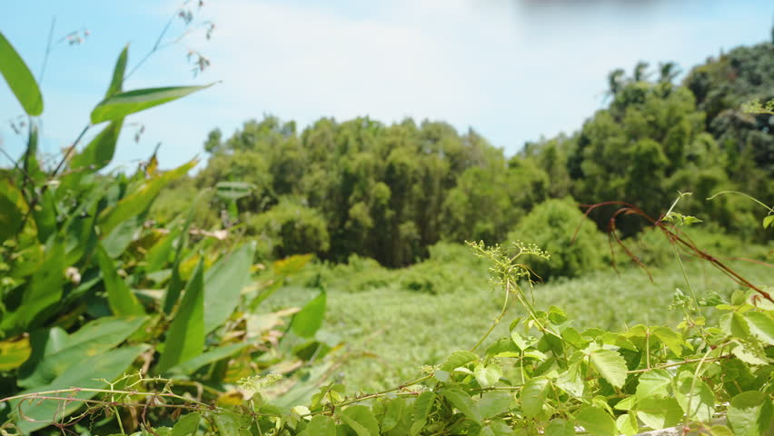 Hand Holding Red Apple Partially Covered by Pink Protective Net in Outdoor Greenery, Healthy Harvesting Concept.