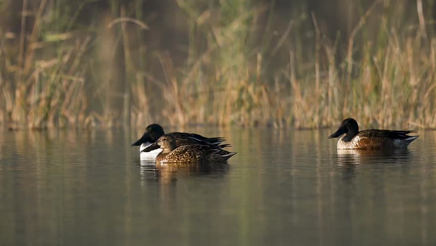 The Northern Shoveler floats gently over still lake water, creating soft ripples that shimmer under clear daylight.