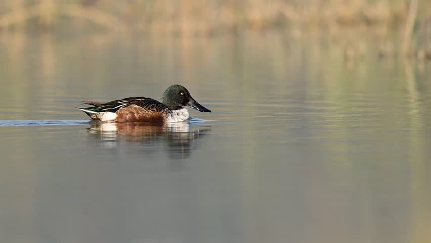 The Northern Shoveler stands quietly on the water, preening its feathers under soft morning light, reflecting elegance and calm.
