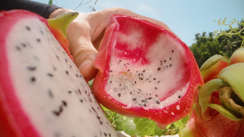 Hand Scooping Remaining White Pulp From Empty Red Dragon Fruit Skin With Spoon in Garden Setting, close up dolly slider, Natural Food Concept.