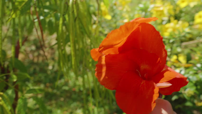 Large Red Canna Lily Flower Held in Hand in Front of Blurred Garden with Yellow Flowers and Greenery in Bright Daylight, Tropical Flower Concept.