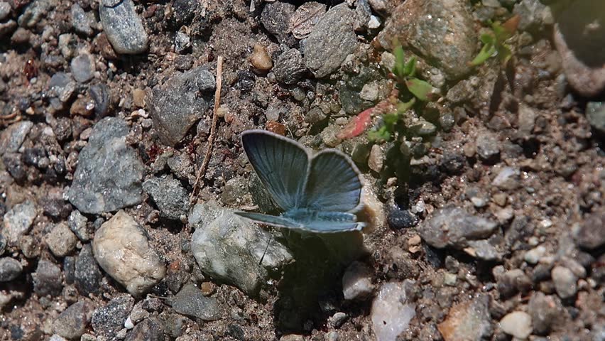 short clip of a polyommatus amandus the Amanda