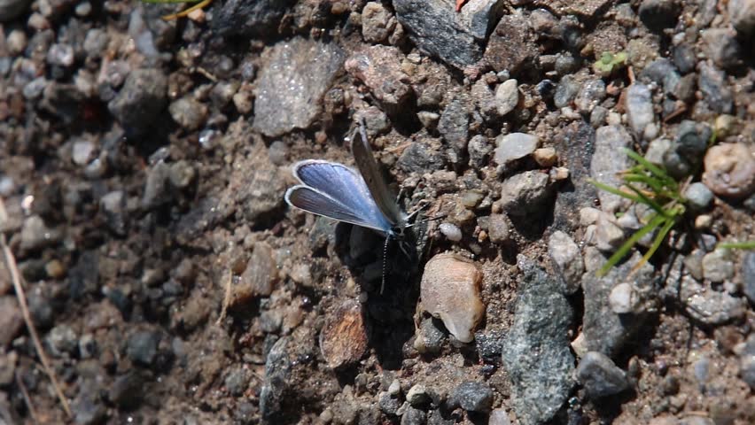 short clip of a polyommatus amandus the Amanda