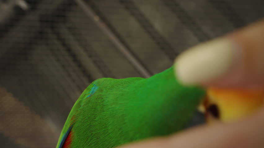 Green Parrot Looking Up While Holding Seed in Beak under Indoor Roof Lighting, Curious Bird Concept.
