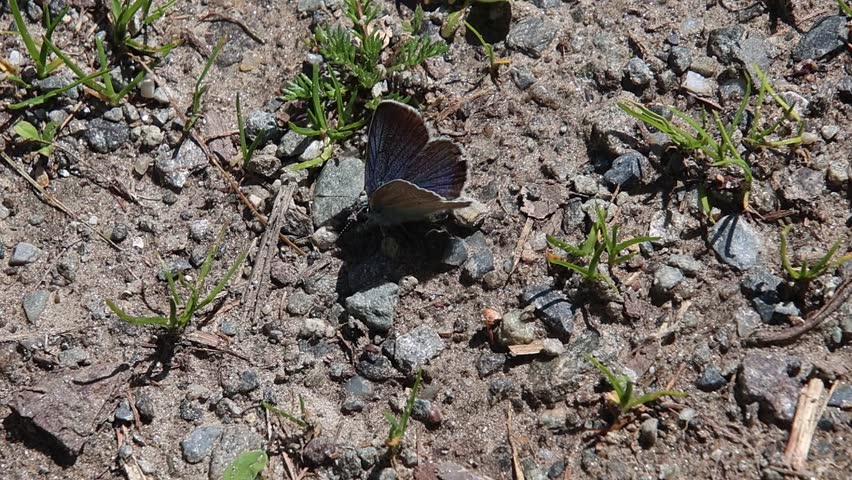 short clip of a cyaniris semiargus the Mazarine blue butterfly sitting on the soil