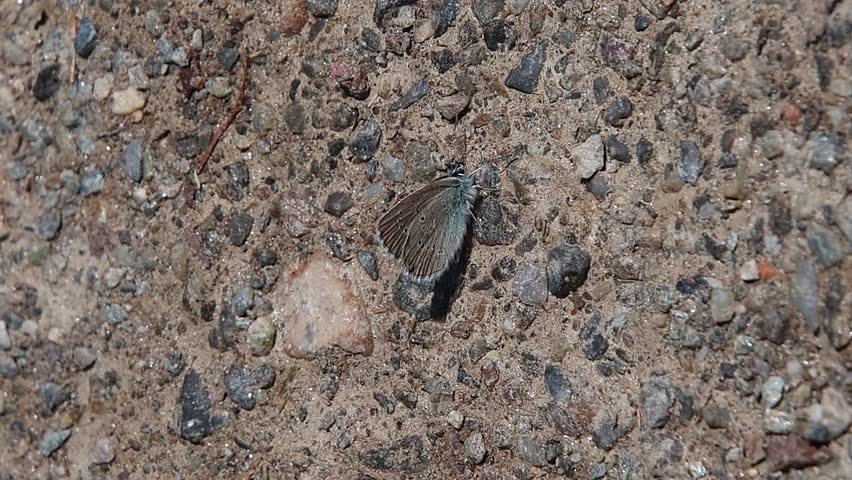 short clip of a cyaniris semiargus the Mazarine blue butterfly sitting on the soil