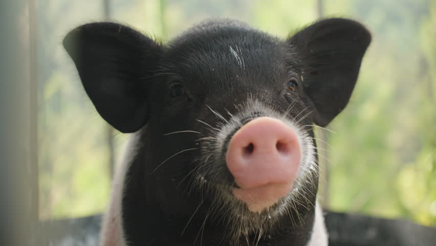 Black and White Piglet Looking Up Close with Pink Snout and Whiskers in Soft Daylight, Farm Animal Concept.