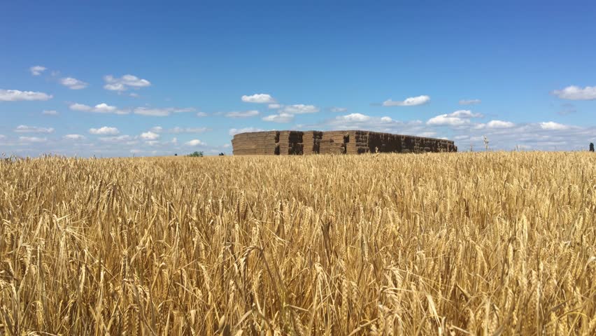 Yellow grain stalks sway gently in the wind against a calm blue sky. Peaceful rural scene with warm sunlight, soft motion, and a distant building on the horizon.