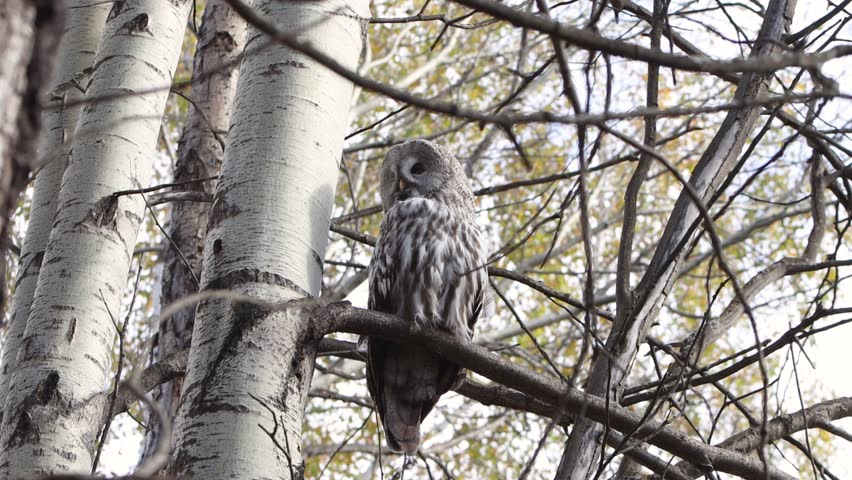 A great gray owl perches on a tree branch in an autumn forest. It turns its head and looks behind it. 