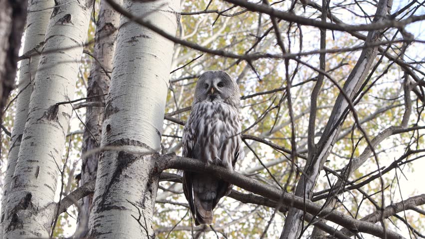 A great gray owl perches on a tree branch in an autumn forest. It turns its head and looks behind it.