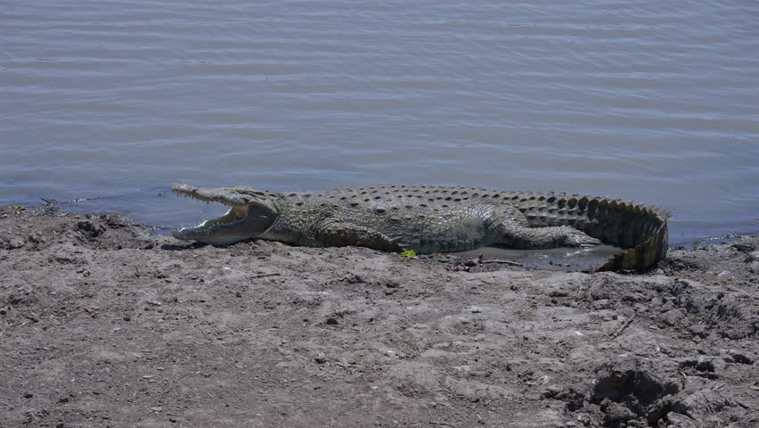 African Nile Crocodile Sunbathing near Water in National Park Kenya