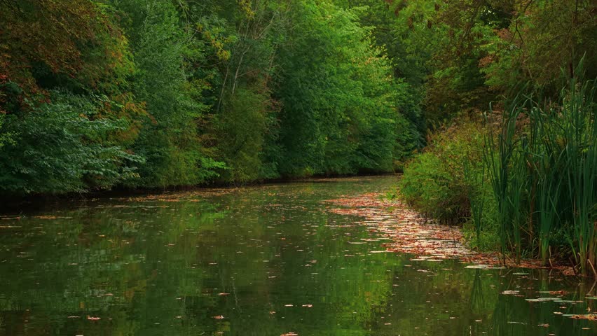 Quiet river bending along forest wall with reeds and scattered autumn leaves. Autumn forest landscape surrounding gently flowing river of legends. Serene stream curving beside woodland edge bordered