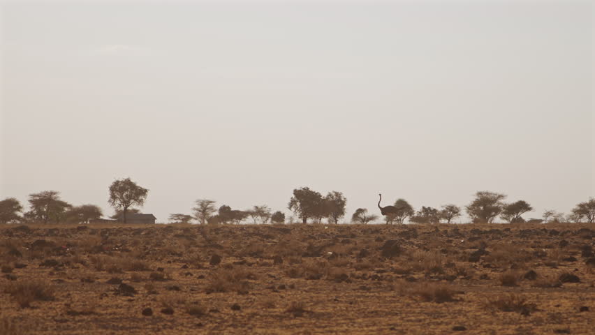 Ostrich Walking in Arid Savannah Kenya Wildlife