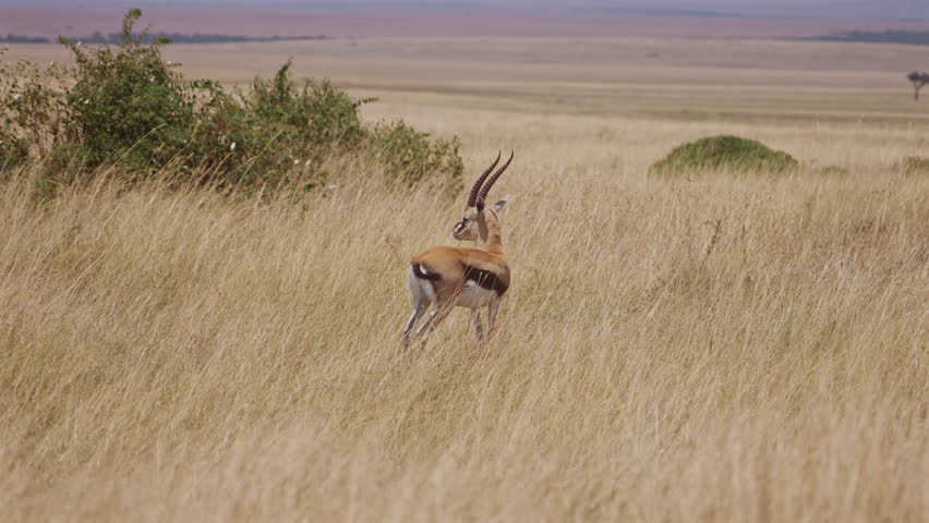 African Gazelle in Golden Savannah Field