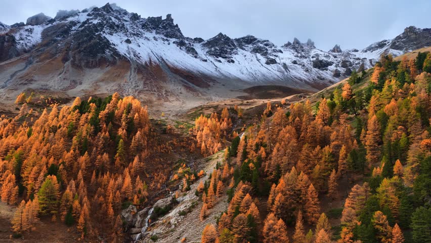 Drone shot of scenic autumn landscape in the Alps with golden larch forest, snowy Alpine mountain peaks in South Tyrol, Italy