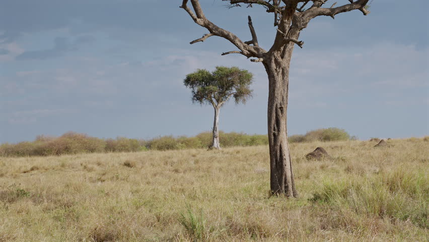 Savannah Landscape with Acacia Trees and Dry Grass