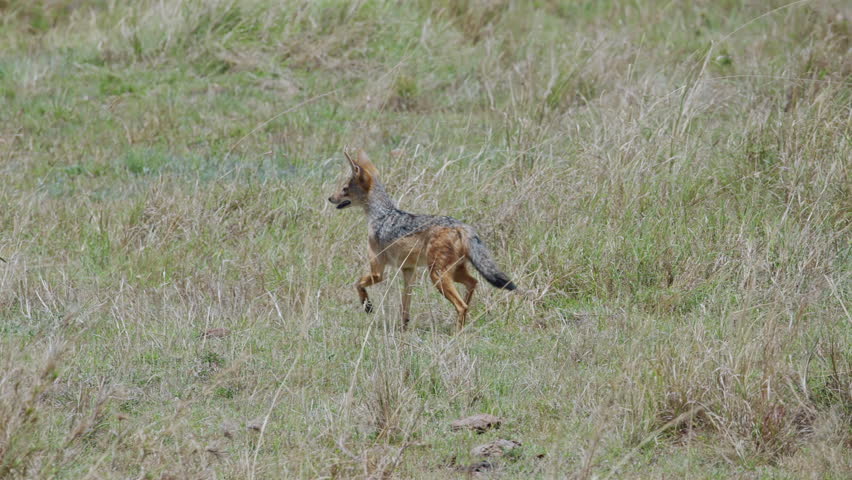 African Jackal in Slow Motion Running on Open Field Kenya Wildlife