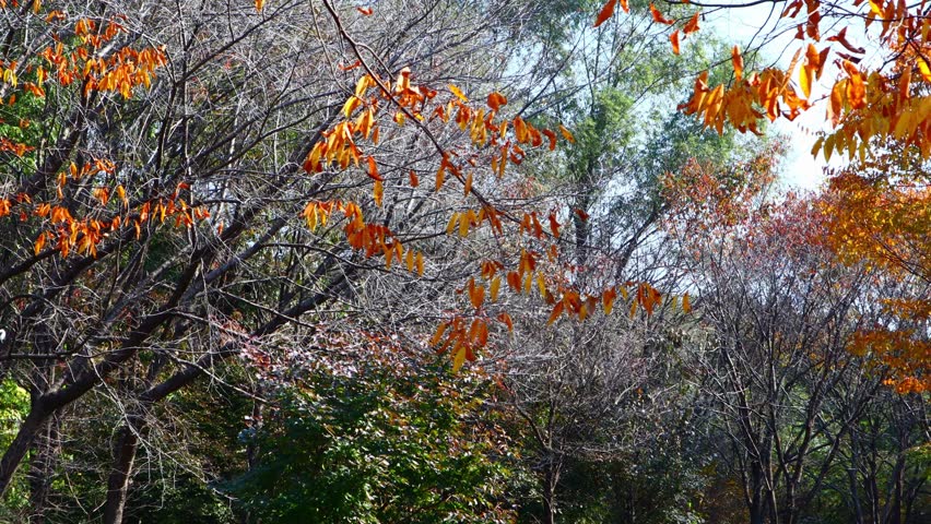 Autumn has come to the forest and the green leaves have turned red