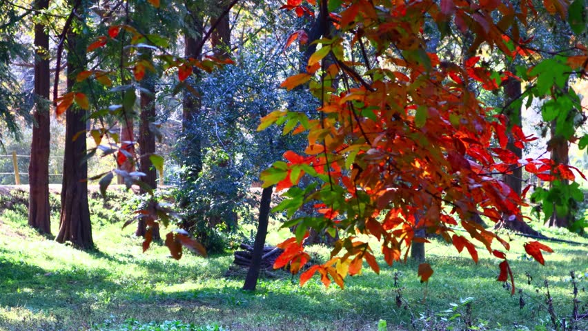 Autumn has come to the forest and the green leaves have turned red