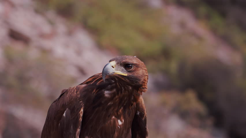Golden Eagle Close Up in Mountains