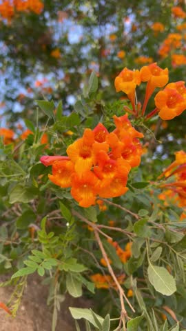 A beautiful collection of spring flowers