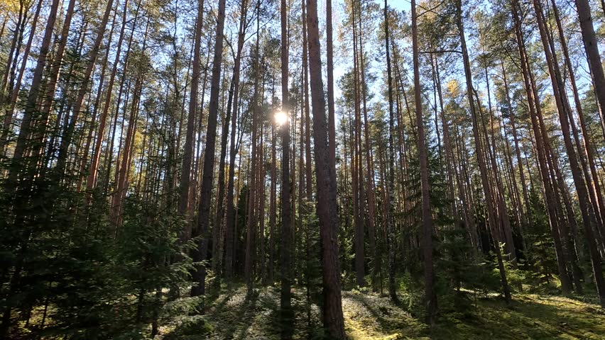 Landscape, view of the road and the side of the road, sun rays and glare through trees 
