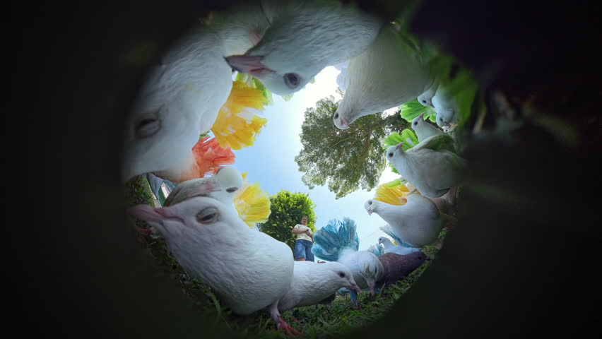 Woman Surrounded by Doves with Vivid Feathers Viewed from Hole Angle Beneath the Birds, Hole Planet Effect, Close Wildlife Encounter Concept.