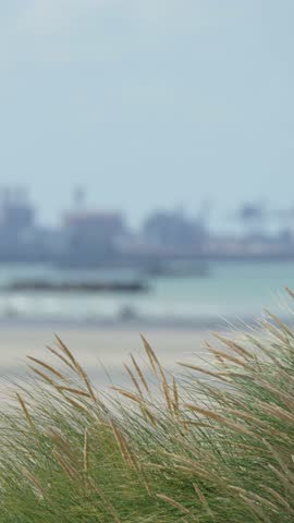 Tall grass sways in wind, sandy beach and industrial port visible under soft daylight