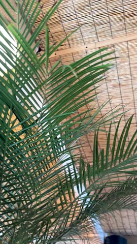 Camera pans from palm leaves across bamboo ceiling to glowing paper lanterns, soft ambient lighting.