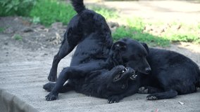 Dog in animal shelter waiting for adoption. two black dogs playing while waiting to be adopted - Powered by Shutterstock - Get 15% off with code: PIKWIZARD15