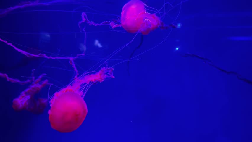 Large red jellyfish gracefully floating in deep blue water. Mesmerizing underwater movement and glowing tentacles