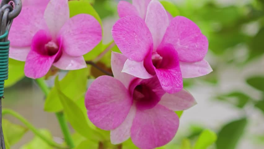 Beautiful orchid flowers on background