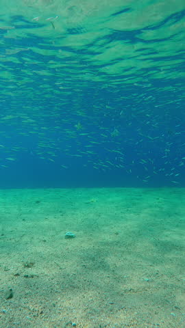 Group Lionfish and Full Beak Needlefish are hunting a school of Silversides Atherina in blue water. Common Red Lionfish (Pterois volitans) and Red Sea Houndfish (Tylosurus choram) hunt on Atherinidae