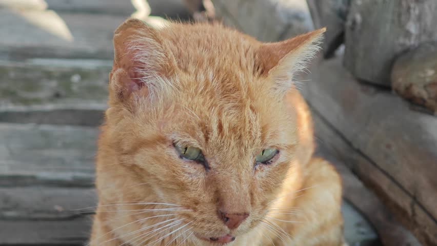 Stray cat sick on the street