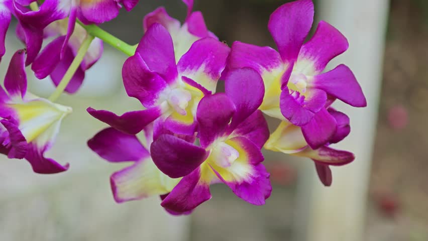 Beautiful orchid flowers on background