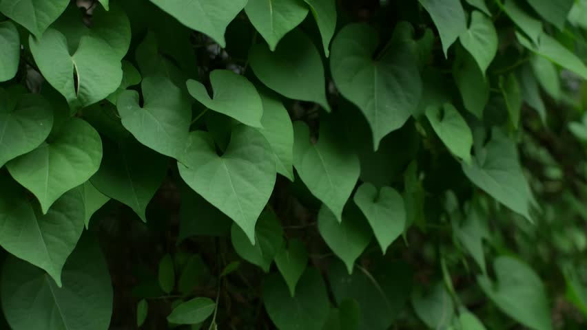 Dense heart-shaped green leaves of sweet potato vine or morning glory plant creating natural texture background