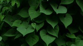 Dense heart-shaped green leaves of sweet potato vine or morning glory plant creating natural texture background - Powered by Shutterstock - Get 15% off with code: PIKWIZARD15