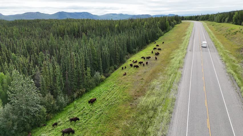 An elevated view shows a herd of bison grazing on a vibrant green hillside adjacent to a highway, with a single car visible in the distance, highlighting coexistence in Canada