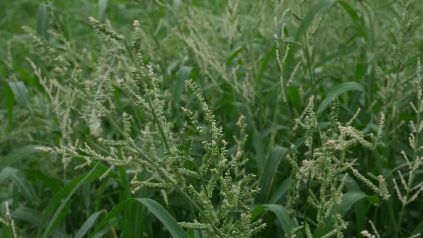 Beckman Grass Fresh Flowering Stems with Compact Seed Heads in Natural Wetland Setting