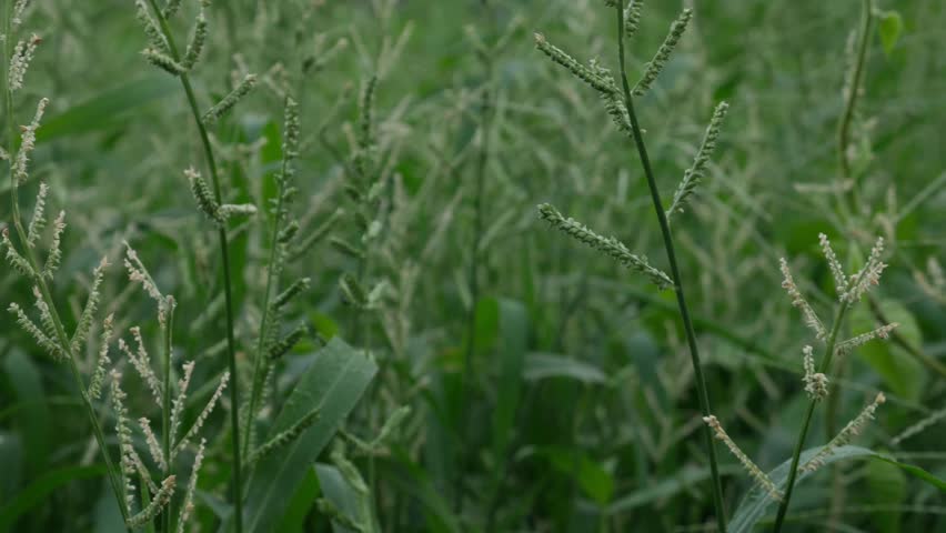 Beckman Grass Fresh Flowering Stems with Compact Seed Heads in Natural Wetland Setting