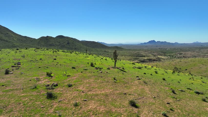 Aerial view of a solitary cactus stands tall amidst the vibrant green landscape at Butcher Jones Beach Site, Fort McDowell, Arizona, United States.